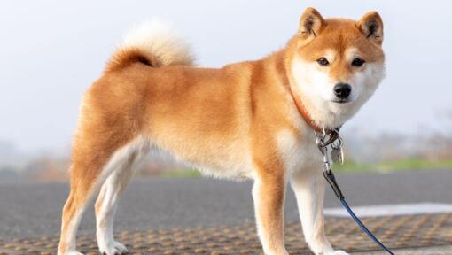 Japanese shiba 2024 inu white